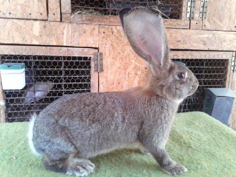 4 luni si 17 zile - M 19 - productie proprie