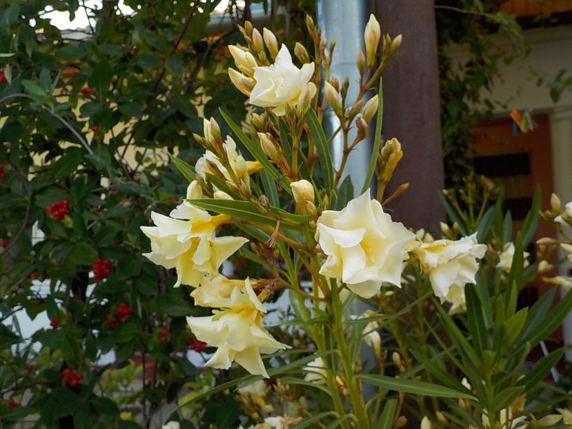  - luteum plenum nr 20