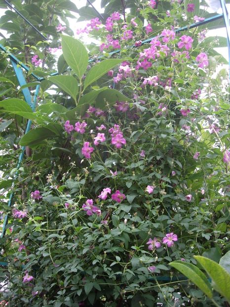IMGP1249 - CLEMATITE - 2014-2017