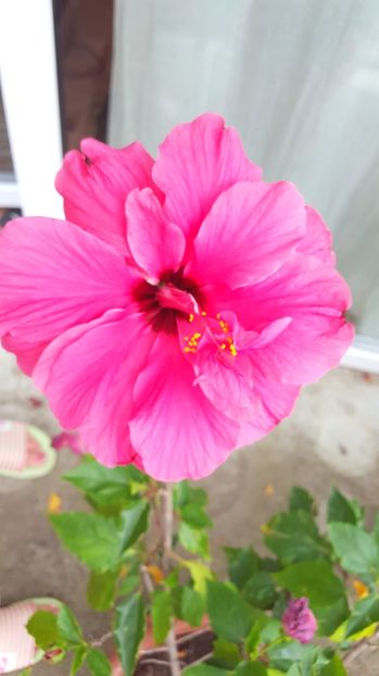  - HIBISCUS