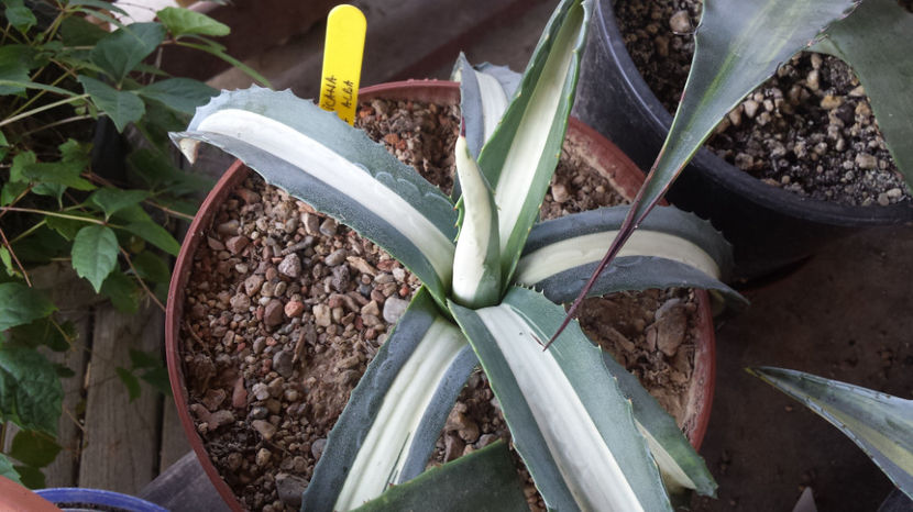 Agave Americana Mediopicta Alba 5 - Agave Americana