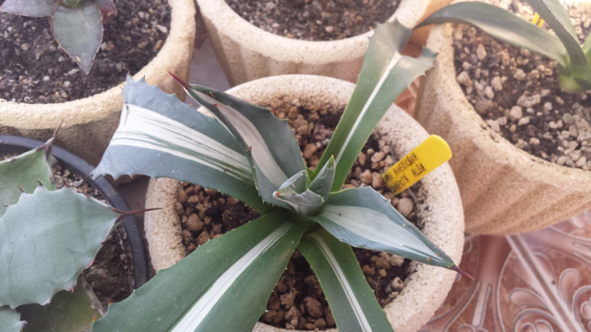 Agave Americana Mediopicta Alba 7 - Agave Americana