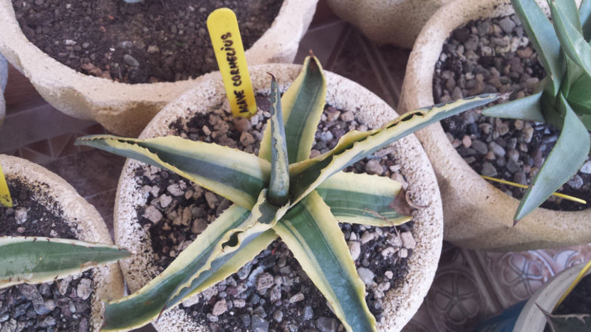 Agave Cornelius - Agave Americana