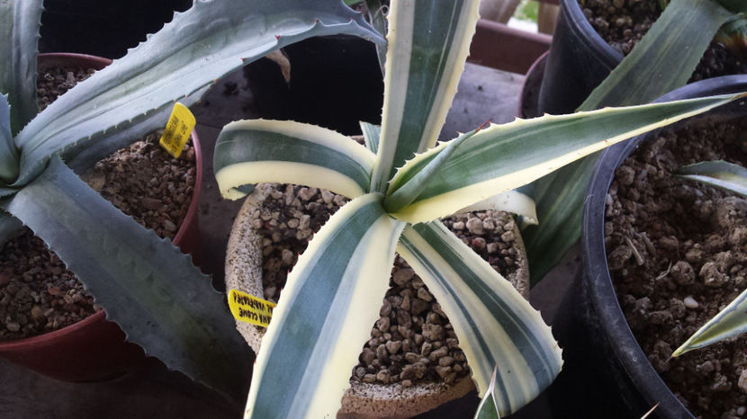 Agave Americana Marginata clona 1 - Agave Americana