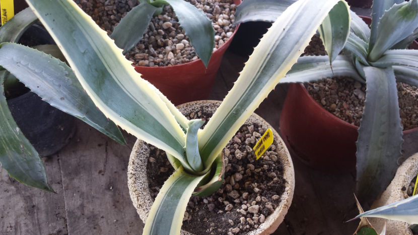 Agave Americana Marginata clona 2 - Agave Americana