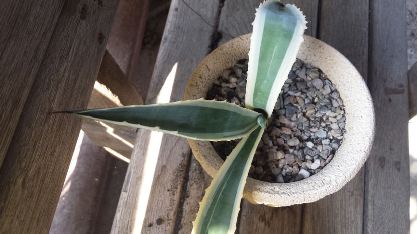 Agave Americana Marginata clona 3 - Agave Americana