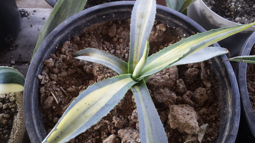 Agave Americana Mediopicta Aurea Striata 3 - Agave Americana