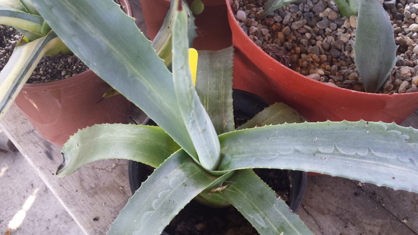 Agave Americana Striata 2 - Agave Americana