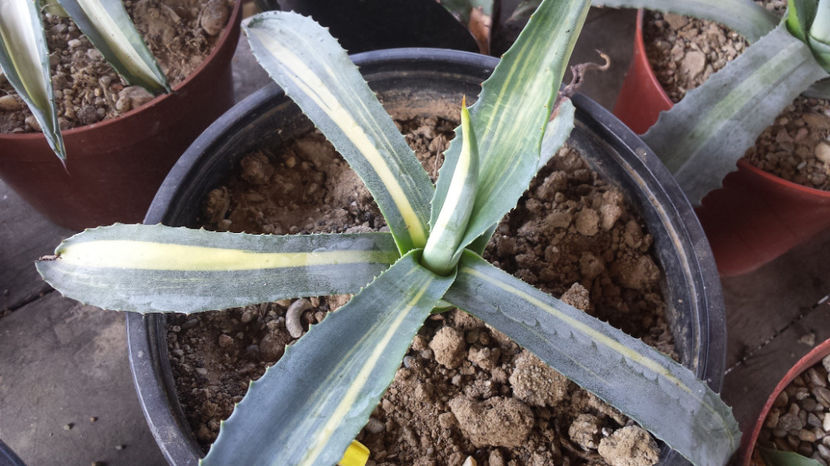 Agave Americana Striata 3 - Agave Americana