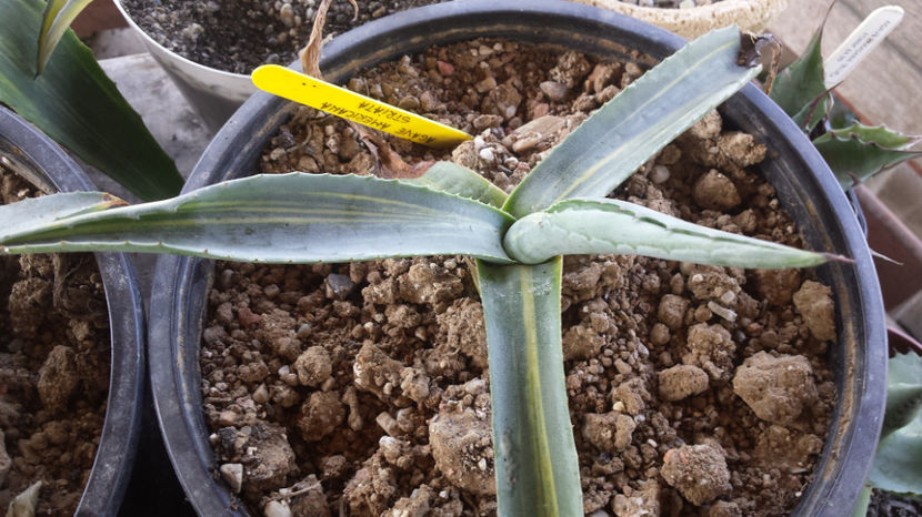 Agave Americana Striata 4 - Agave Americana