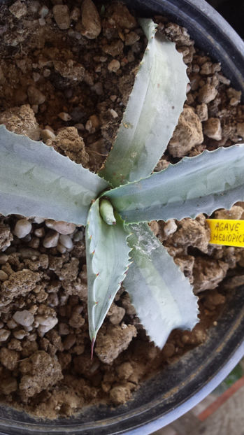 Agave Protoamericana Mediopicta Lemon-Lime 4 - Agave Americana
