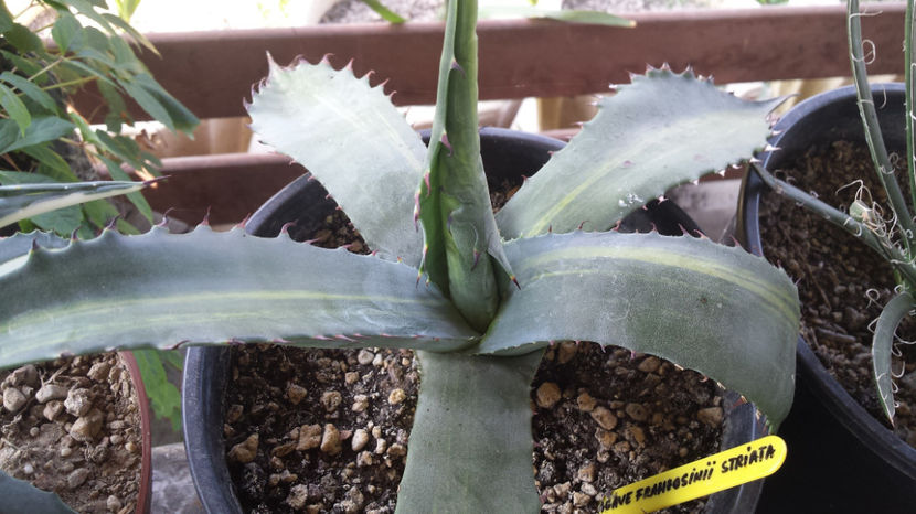 Agave  Franzosinii Striated - Agave Franzosinii