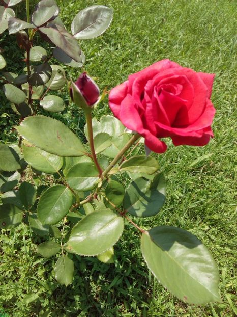  - TRANDAFIRI 2017_2018