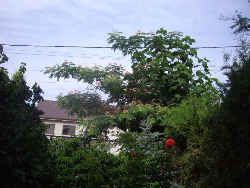 IMGP1218 - Trandafiri si peisaje 2017- 3