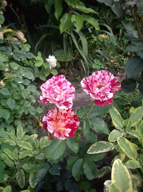 IMGP1226 - Trandafiri si peisaje 2017- 3