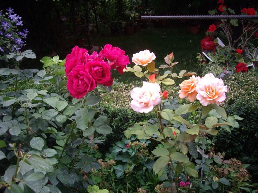 IMGP1228 - Trandafiri si peisaje 2017- 3