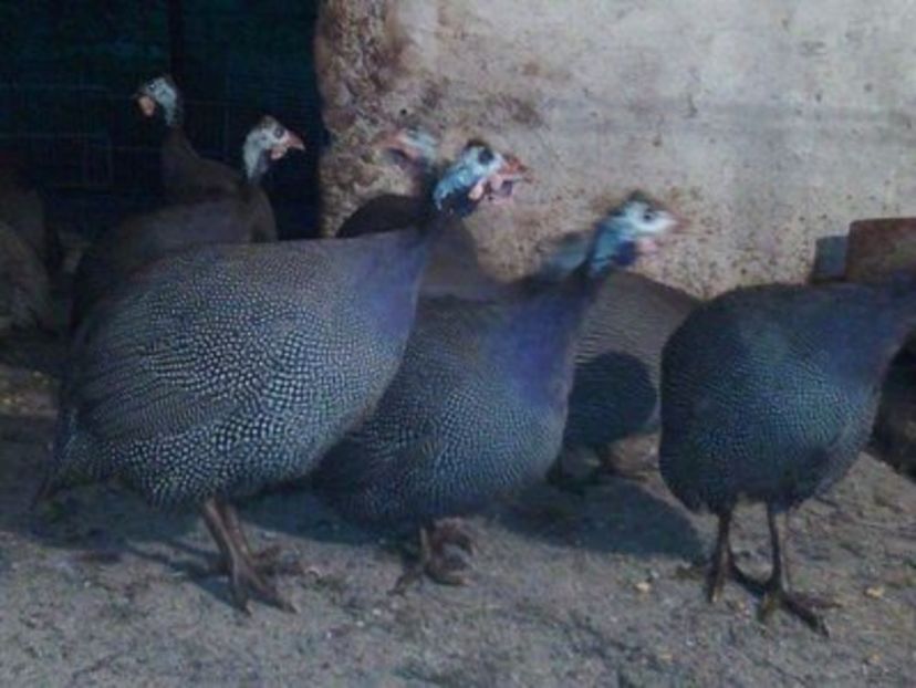 109414560_WBCGLUS3 - Bibilici 2017 de vanzare