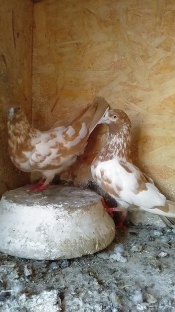 P_20170717_203406 - Vand tipleri galbeni