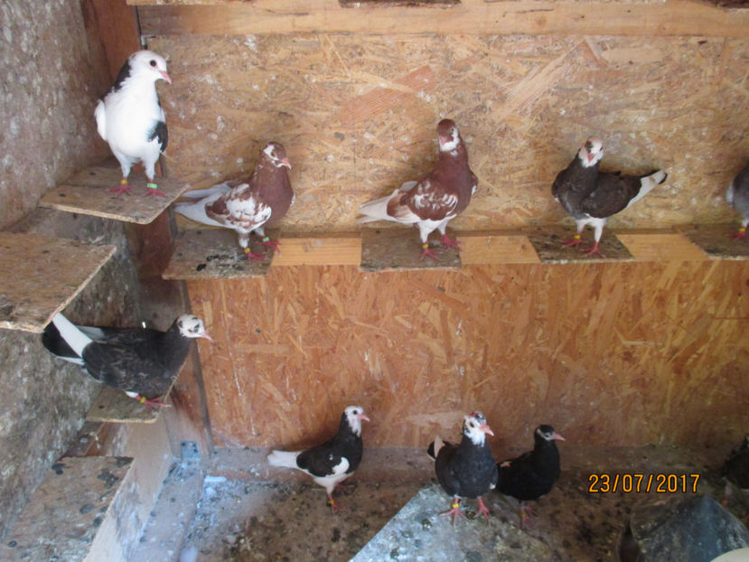  - 1 ROLLER DE BIRMINGHAM 2017