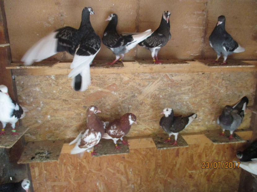  - 1 ROLLER DE BIRMINGHAM 2017