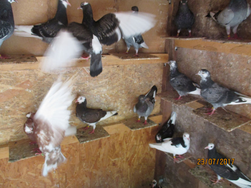  - 1 ROLLER DE BIRMINGHAM 2017