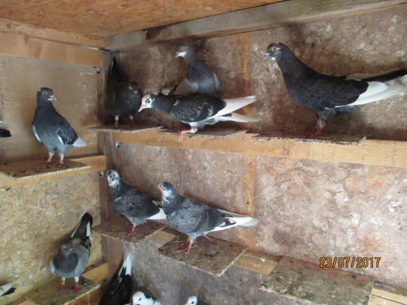  - 1 ROLLER DE BIRMINGHAM 2017