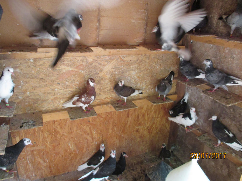  - 1 ROLLER DE BIRMINGHAM 2017