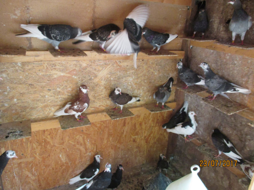  - 1 ROLLER DE BIRMINGHAM 2017