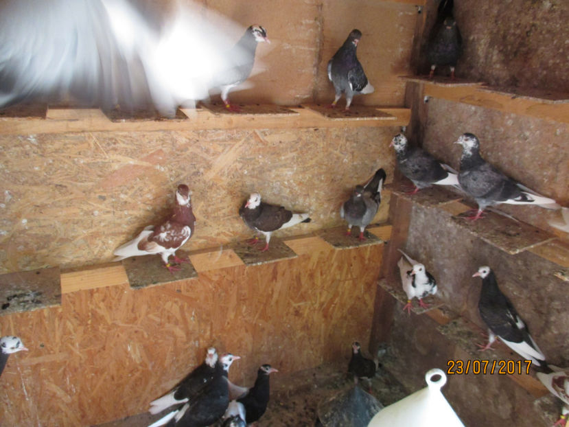  - 1 ROLLER DE BIRMINGHAM 2017