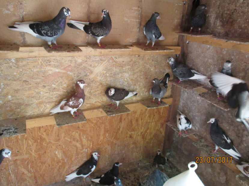  - 1 ROLLER DE BIRMINGHAM 2017