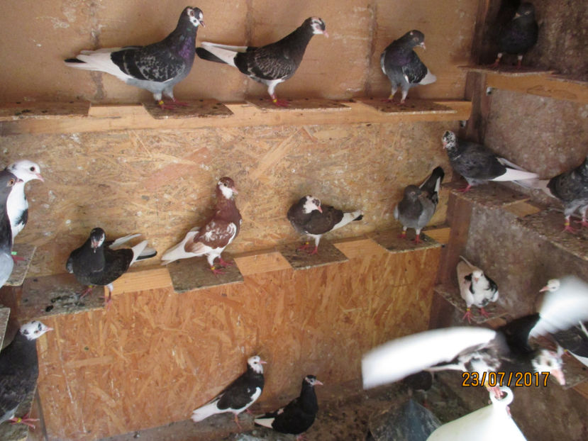  - 1 ROLLER DE BIRMINGHAM 2017