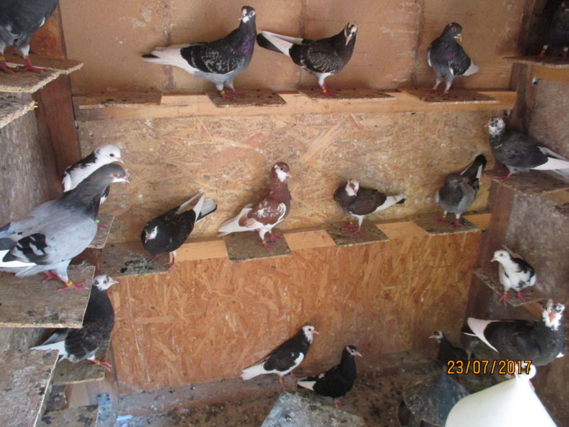  - 1 ROLLER DE BIRMINGHAM 2017