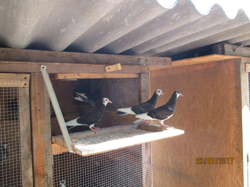  - 1 ROLLER DE BIRMINGHAM 2017