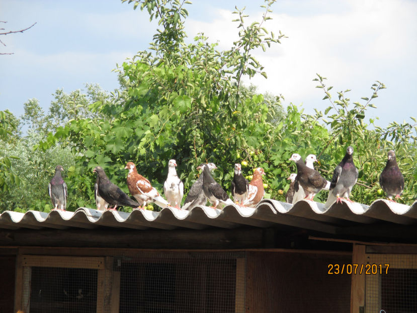  - 1 ROLLER DE BIRMINGHAM 2017