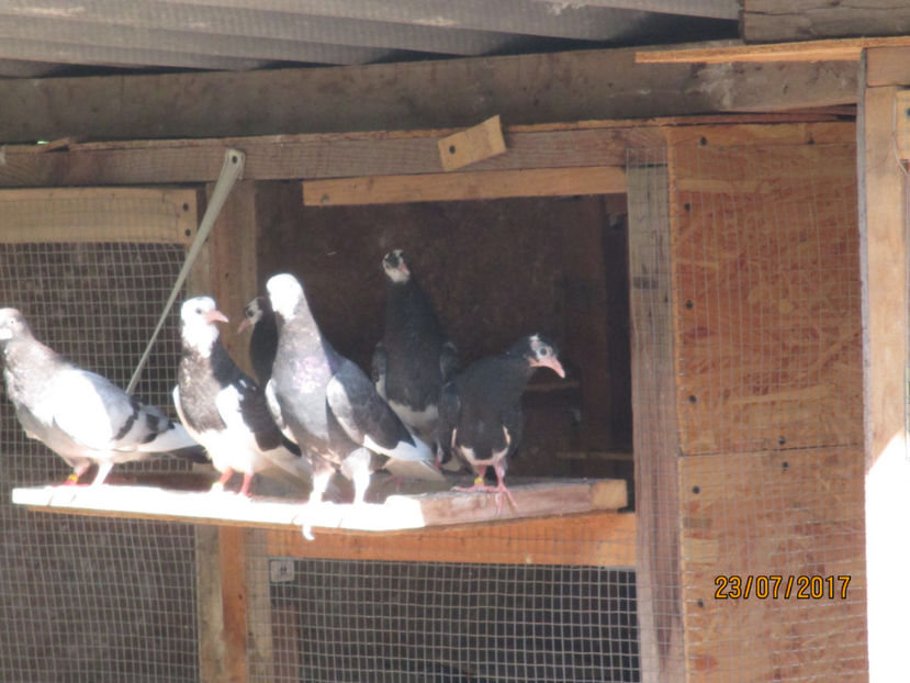  - 1 ROLLER DE BIRMINGHAM 2017