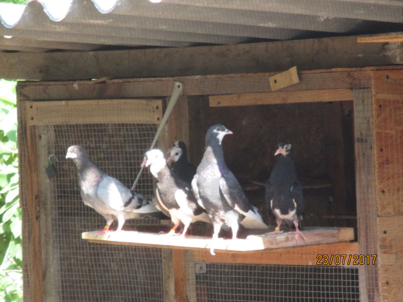  - 1 ROLLER DE BIRMINGHAM 2017