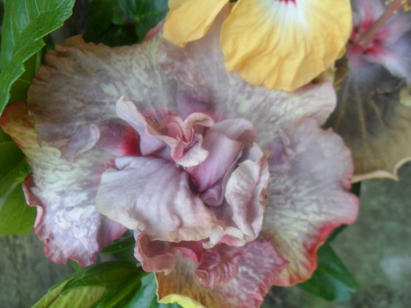  - hibiscusi 2017 4