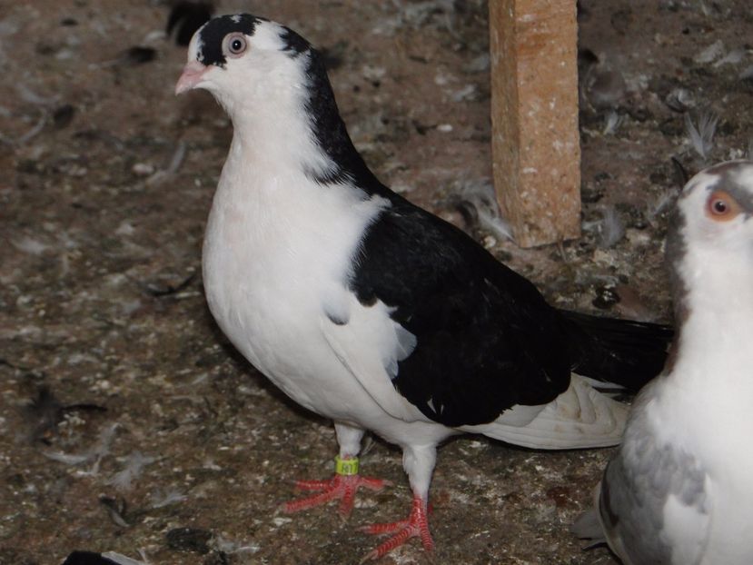 F cazatoare 2017-8816 - porumbei care mi-au apartinut