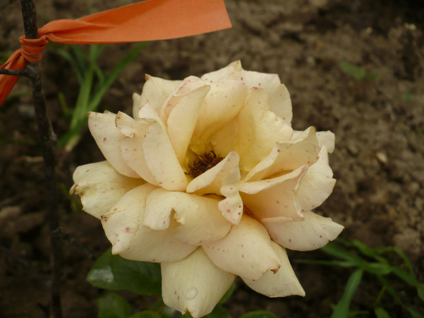 P1260986 - Necunoscut 3