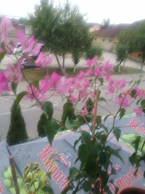  - Bougainvillea