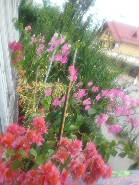  - Bougainvillea