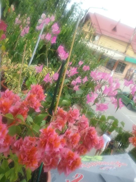  - Bougainvillea