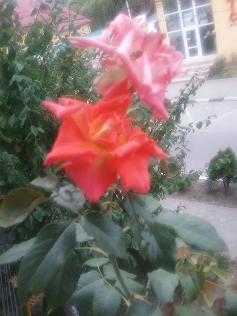  - TRANDAFIRI ÎNCEPÎND CU 2015