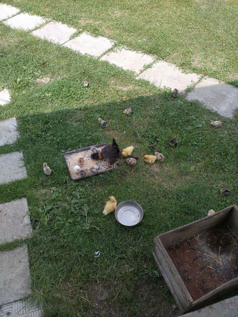 05.06.2017 - Pui gaina pitica 2017