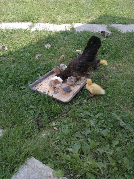 05.06.2017 - Pui gaina pitica 2017