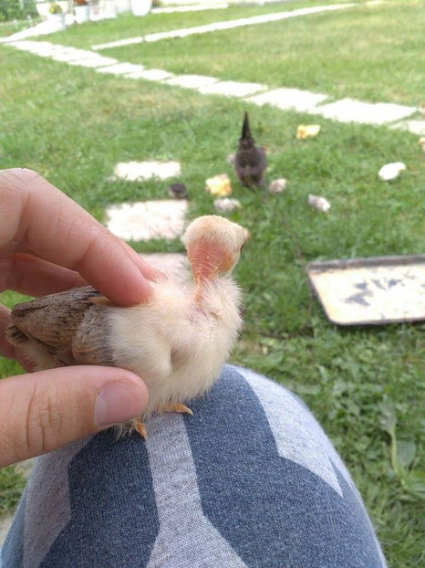 05.06.2017 - Gat golas pitic