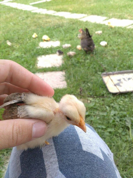 05.06.2017 - Gat golas pitic