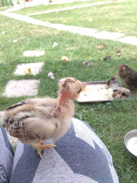 05.06.2017 - Gat golas pitic