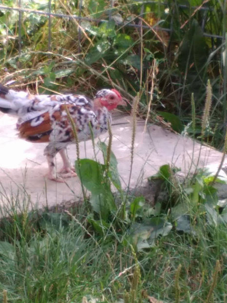 Goluțu - Gat golas pitic