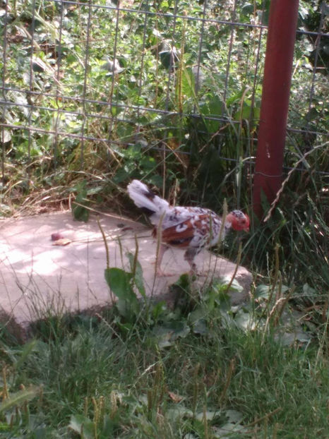 Goluțu - Gat golas pitic